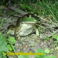 /home//u458753944/public_html/sourcegallery//Frogs/More bullfrogs/P7010199.JPG